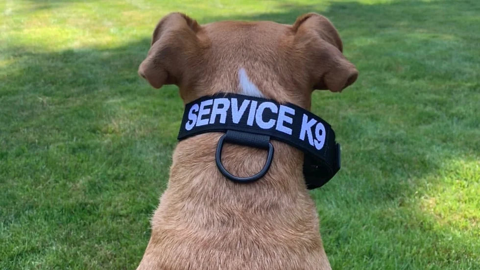Concealed E-Collar Tactical Collar
