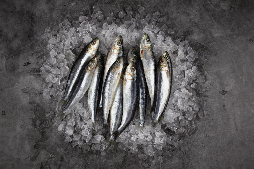 Sardines