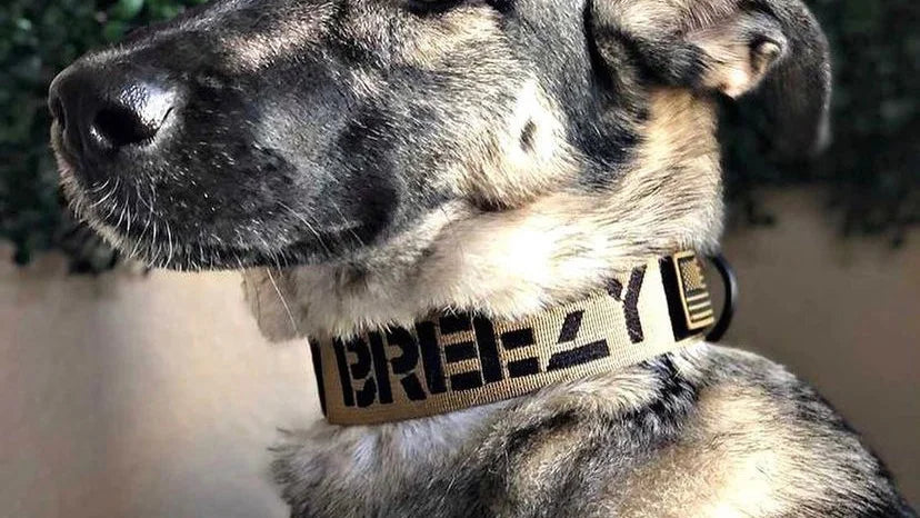 Tactical Collar